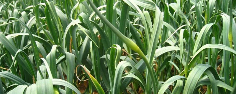 蒜苗種植的科學(xué)知識