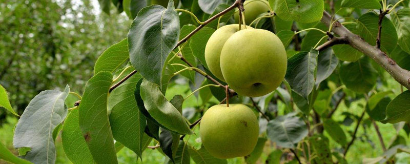 梨樹的特點