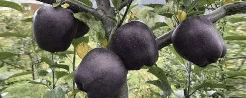 黑蘋果樹苗哪里有售的