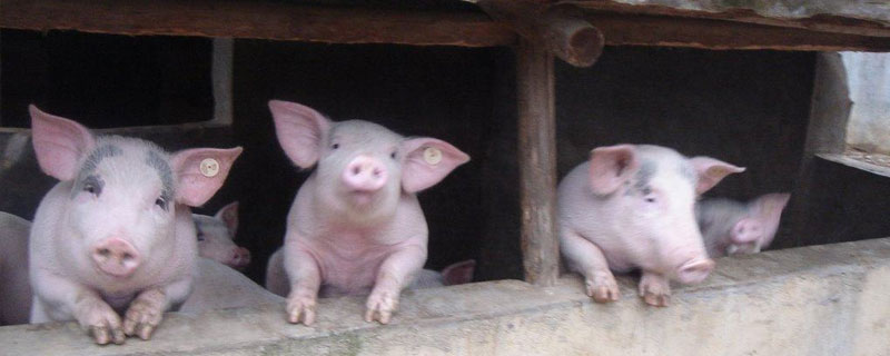 豬連貼為什么那么便宜