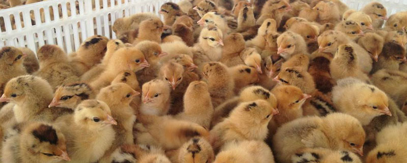 云南哪里有土雞苗批發