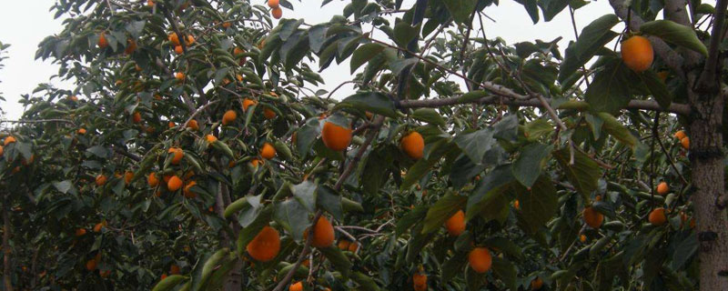 富平哪里有柿子樹苗賣