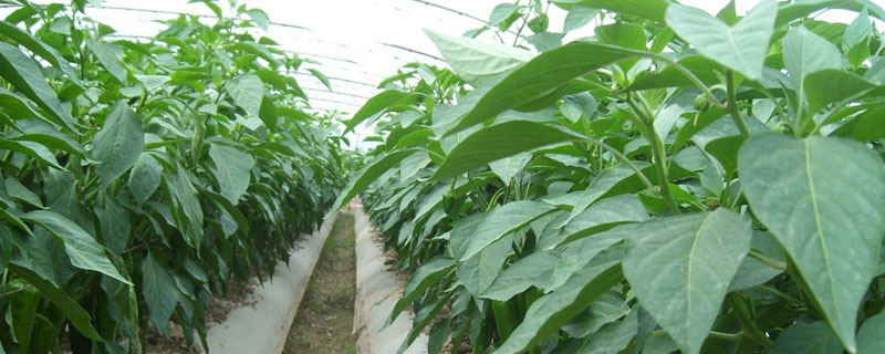 大量元素水溶肥執行標準