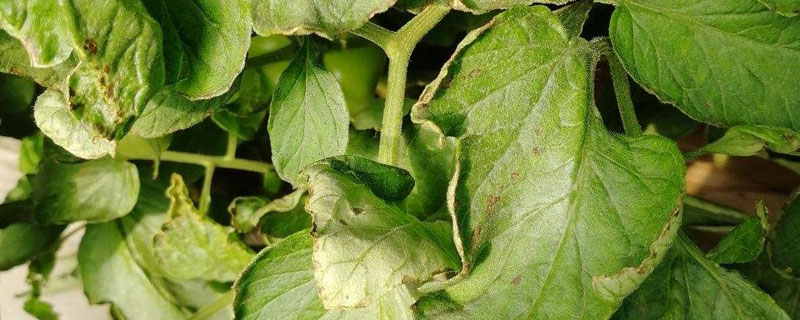 農藥露娜森一桶對多少