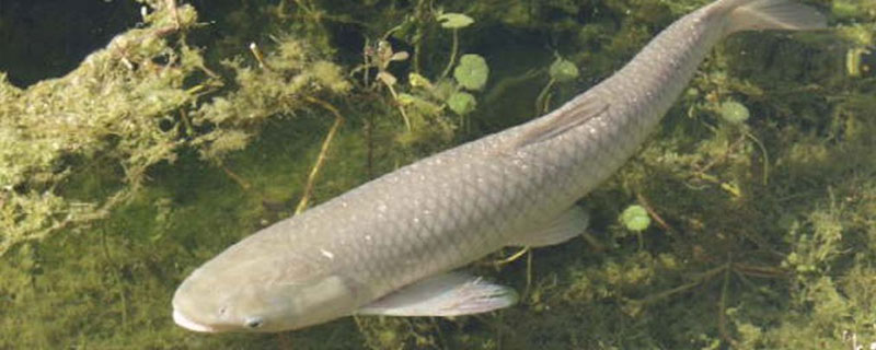 養草魚水深多少為宜