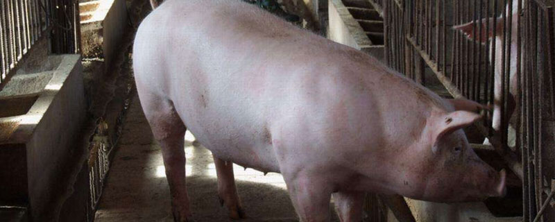 二元母豬多大配種