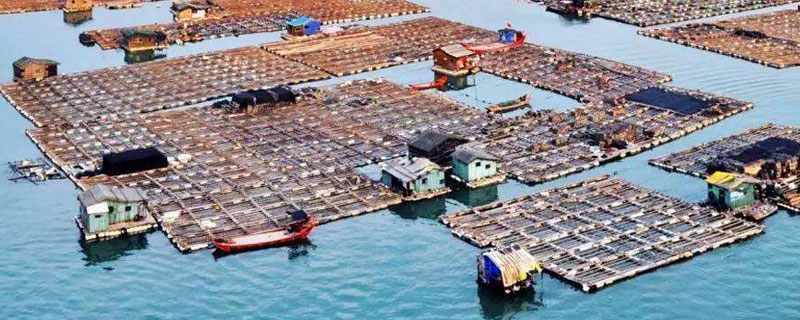 網(wǎng)箱養(yǎng)河蝦技術(shù)