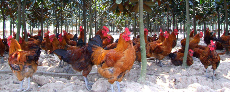 林下養(yǎng)雞技術細則