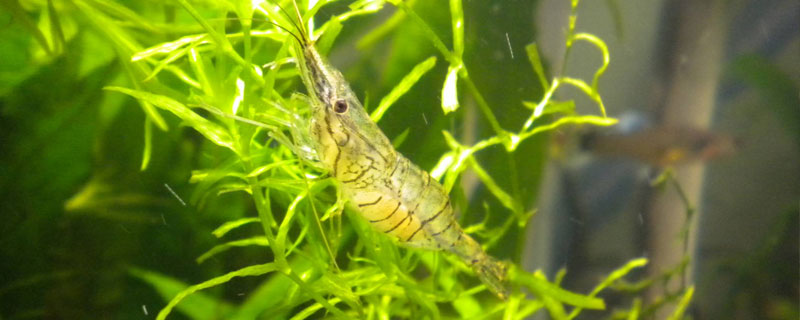 魚缸如何養(yǎng)河蝦