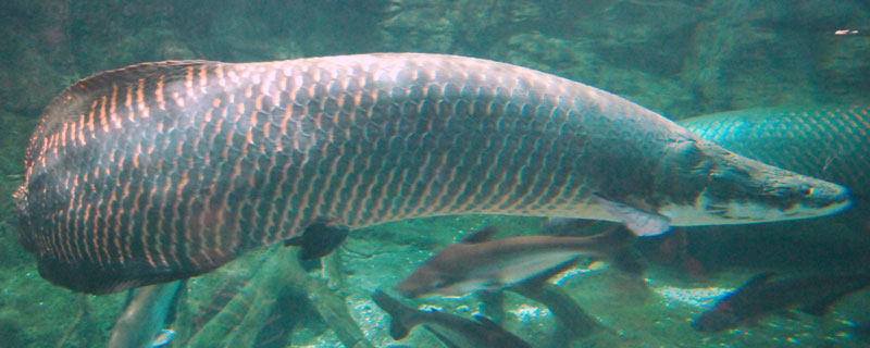 廣東巨骨舌魚人工養殖
