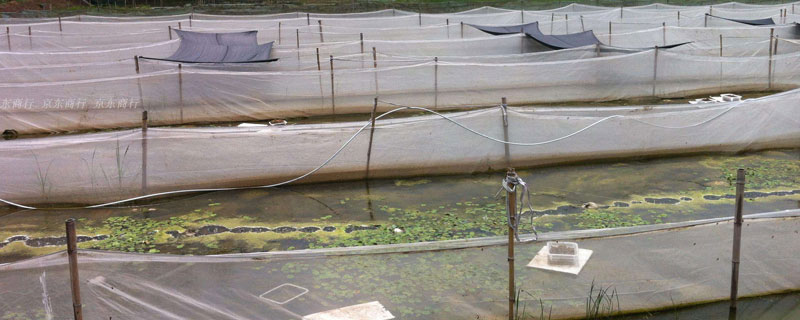 養水蛭的注意事項