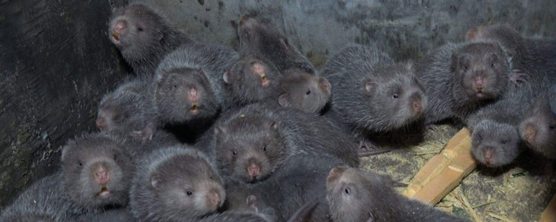 農(nóng)村養(yǎng)什么賺錢