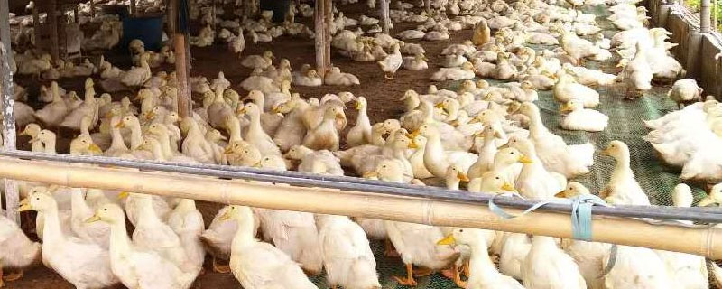 毛濟(jì)熬養(yǎng)鴨防鴨病有高招大棚養(yǎng)鴨技術(shù)