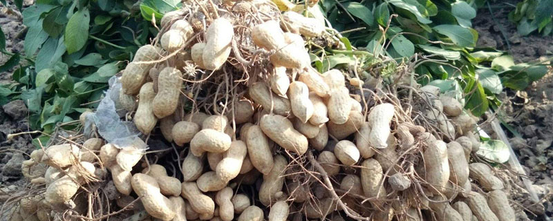 包地種花生掙錢嗎