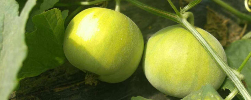 甜掉牙甜瓜種植技術