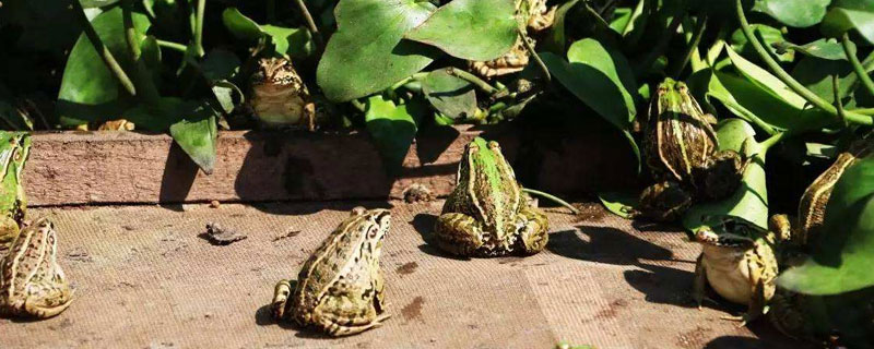 養青蛙3畝地要多少本錢