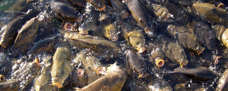 鯉魚飼料配方比例