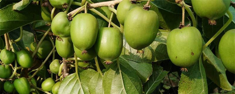 軟棗2年怎樣修剪