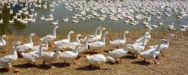 初學者養鵝的飼養技術及成本投入的預算