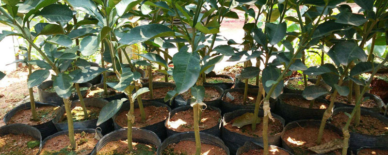 哪里有批發果樹苗的