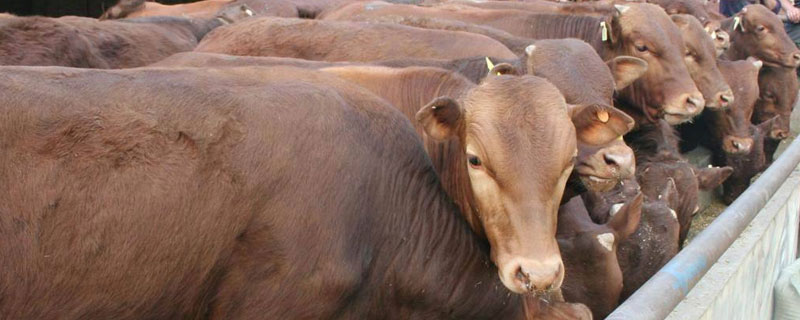 養(yǎng)牛的利潤與風(fēng)險(xiǎn)和成本