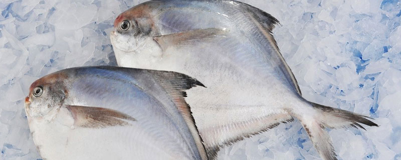 白鯧魚是海魚嗎