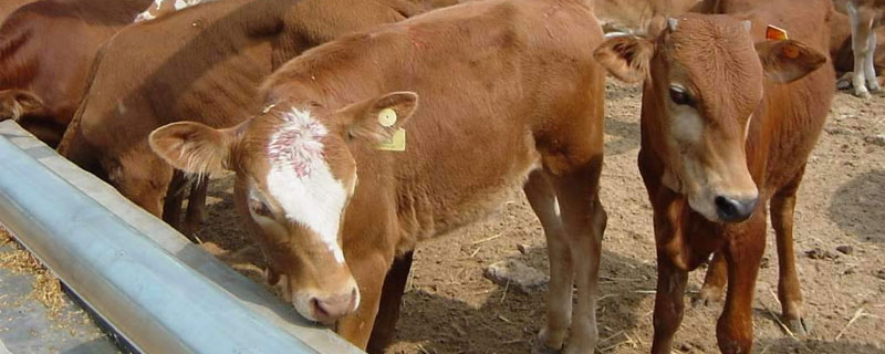 牛和羊養殖哪個利潤高