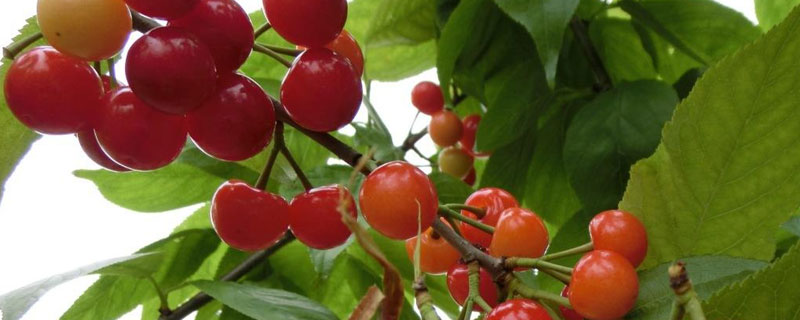 櫻桃南方可以種嗎