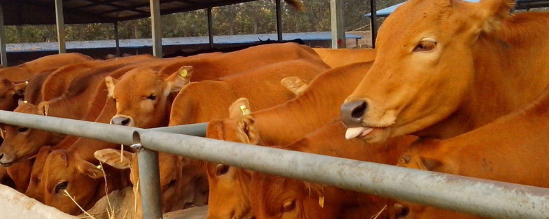 哪里有肉牛養殖場