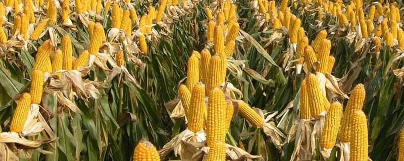 迪卡玉米哪個高產