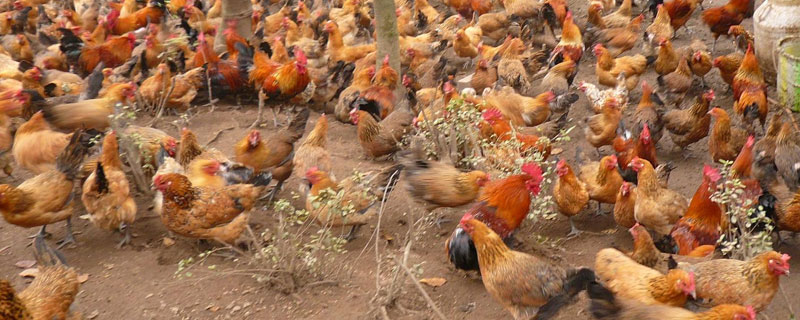 土雞自配飼料秘方