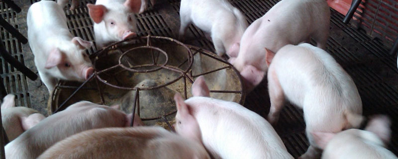 育肥豬的飼料配比