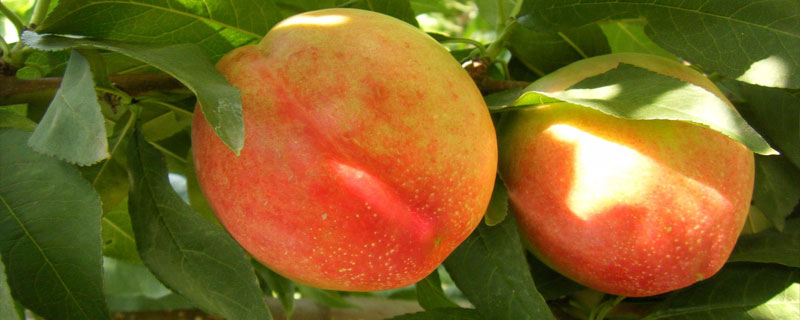 桃樹(shù)全年用藥表