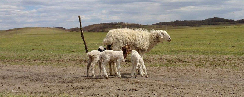 羔羊開口料配方