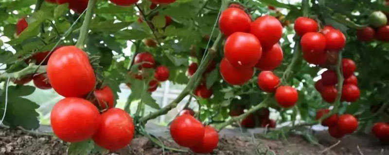 西紅柿打頭方法如下