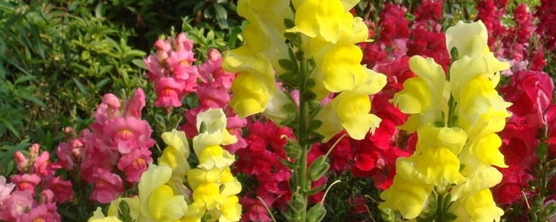 金魚草的養殖方法