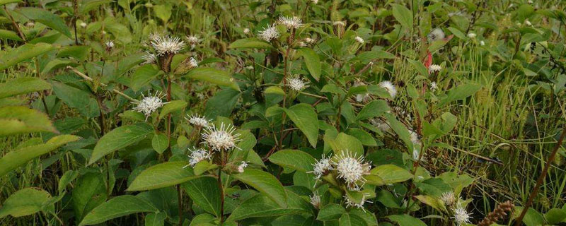 蒼術(shù)栽培與種植技術(shù)