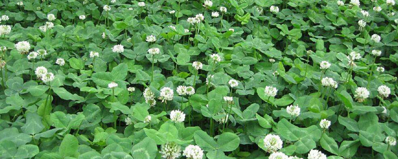 幸運草種子的種植方法