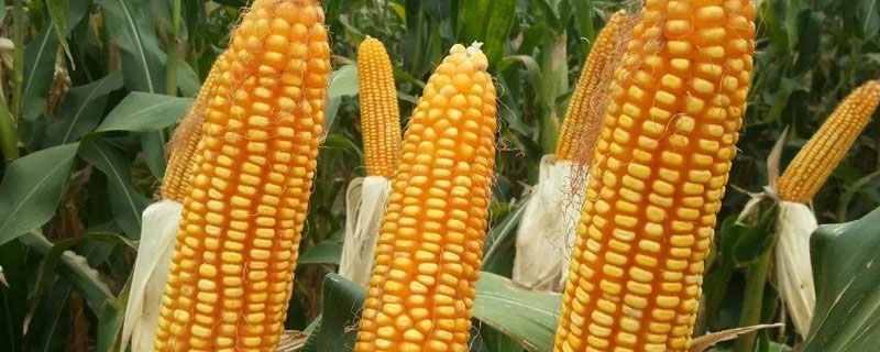 滑玉388玉米品種的特征