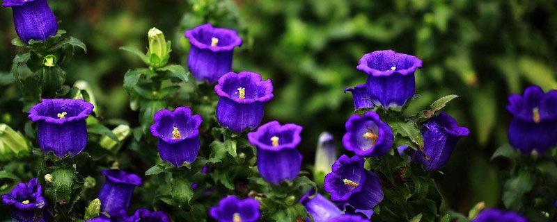 丹麥風(fēng)鈴草的養(yǎng)殖方法