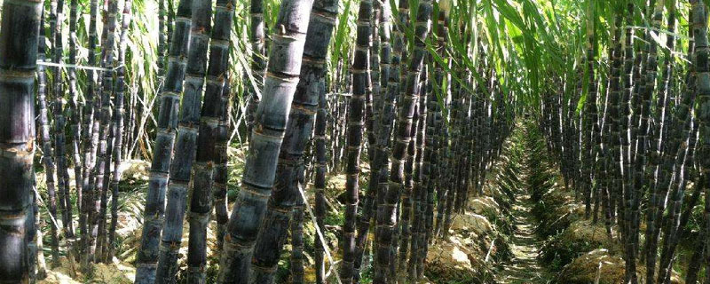 甘蔗施肥時間和方法