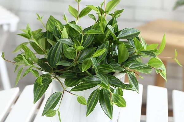 鉆石翡翠的養殖方法和注意事項