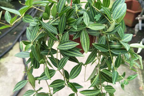 鉆石翡翠的養殖方法和注意事項