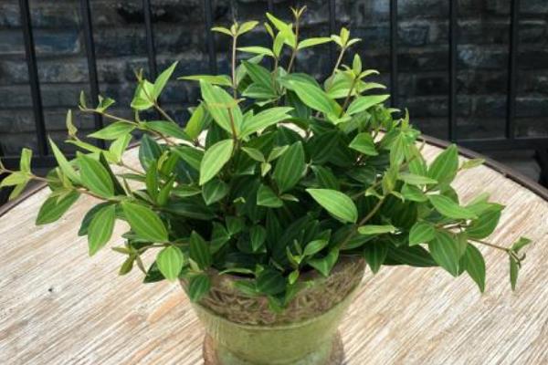 鉆石翡翠的養殖方法和注意事項