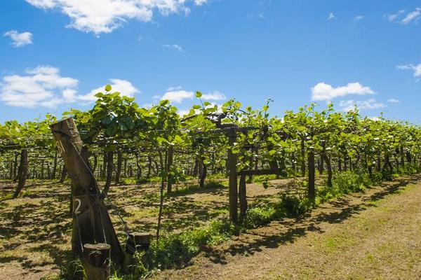 彌猴桃的種植技術與管理