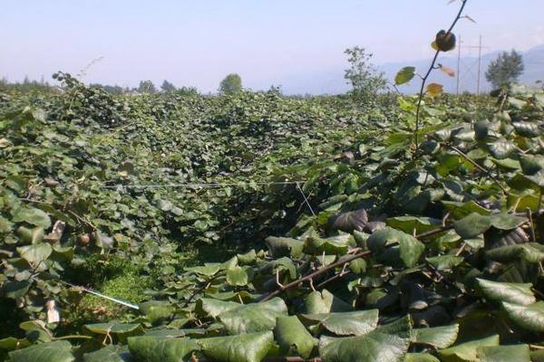 彌猴桃的種植技術與管理