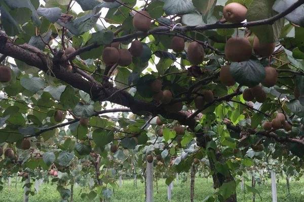 彌猴桃的種植技術與管理