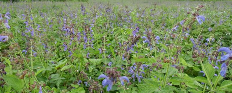 丹參種植方法及時間