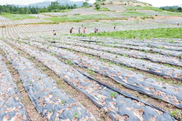 丹參種植方法及時間