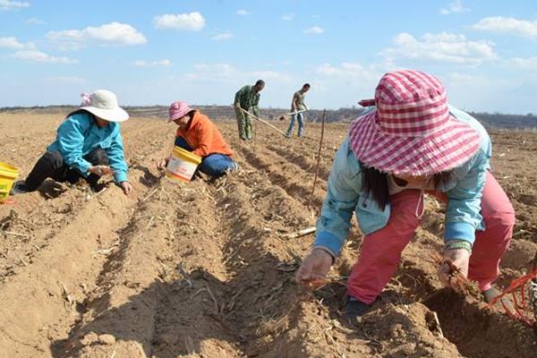 丹參種植方法及時間